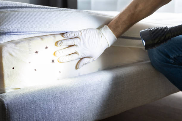 Best Cockroach Control Services  in Forsgate, NJ