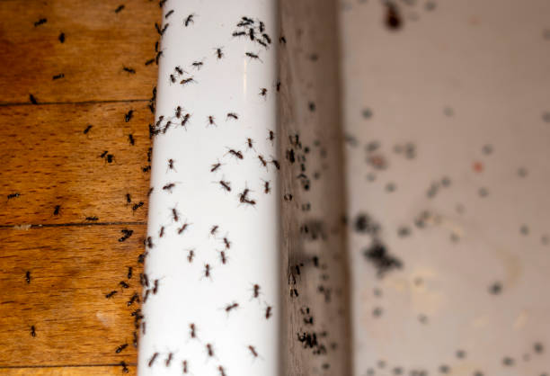 Best Affordable Exterminators  in Forsgate, NJ