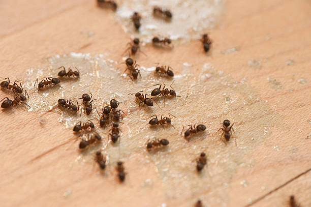 Best Pest Removal Services  in Forsgate, NJ